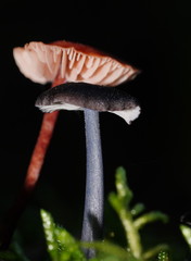 Entoloma albidocoeruleum