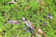 Entoloma albidocoeruleum