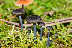 Entoloma albidocoeruleum