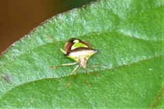 Carbula scutellata