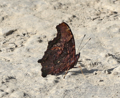 Kaniska canace canace