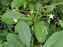 Rauvolfia verticillata