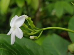 Rauvolfia verticillata