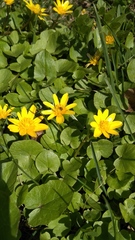 Ficaria verna