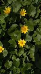 Ficaria verna