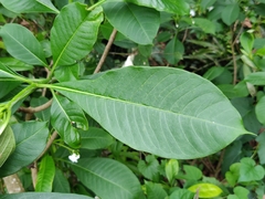 Rauvolfia verticillata