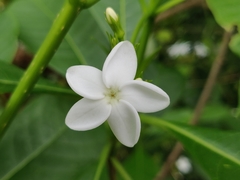 Rauvolfia verticillata