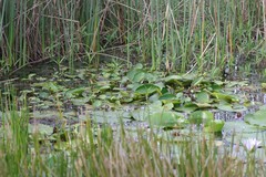 Nymphoides thunbergiana
