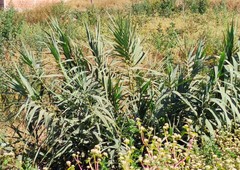 Arundo donax