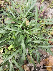 Diplotaxis tenuifolia