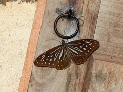 Parantica nilgiriensis