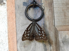 Parantica nilgiriensis