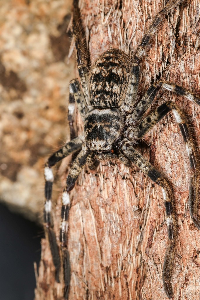 Western Australian Banded Huntsman