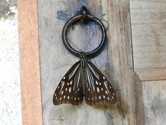 Parantica nilgiriensis