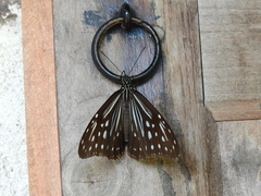 Parantica nilgiriensis