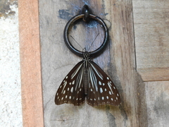 Parantica nilgiriensis