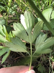 Ranunculus repens