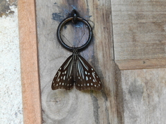 Parantica nilgiriensis