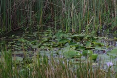 Nymphoides thunbergiana