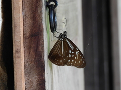 Parantica nilgiriensis