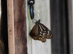 Parantica nilgiriensis