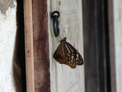 Parantica nilgiriensis