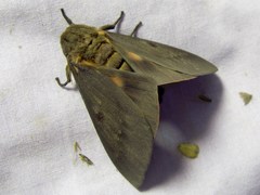 Citheronia sepulcralis