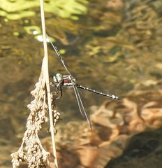 Eusynthemis brevistyla