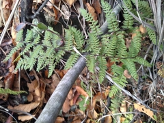 Myriopteris alabamensis