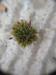 Grimmia pulvinata