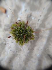 Grimmia pulvinata