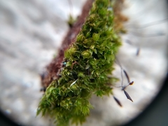 Ptychostomum capillare