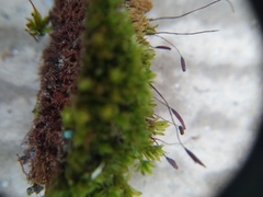 Ptychostomum capillare