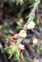 Phyllota pleurandroides