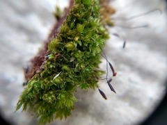 Ptychostomum capillare