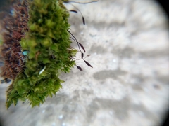 Ptychostomum capillare