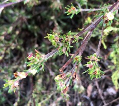 Phyllota pleurandroides