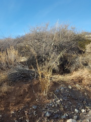Panicum antidotale