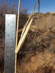 Panicum antidotale
