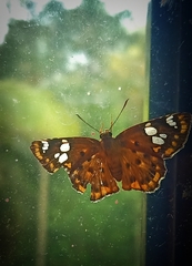 Coladenia indrani