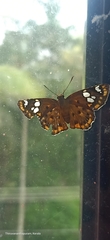 Coladenia indrani