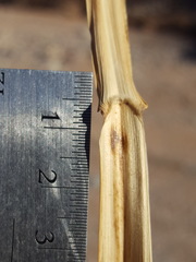Panicum antidotale