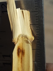 Panicum antidotale