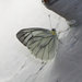 Himalayan Green-veined White - Photo (c) Shriram Bhakare, some rights reserved (CC BY-NC), uploaded by Shriram Bhakare