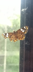 Coladenia indrani