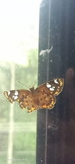 Coladenia indrani