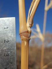 Panicum antidotale