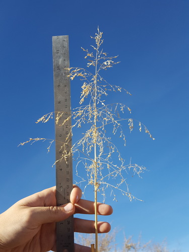 Janochloa antidotalis