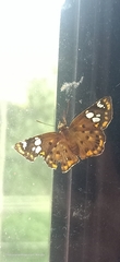 Coladenia indrani