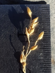 Panicum antidotale